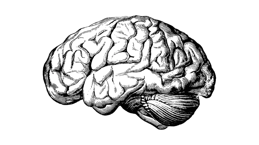 REVIBRAIN300 je ideálny pre každého, kto potrebuje udržať mentálnu výkonnosť na vysokej úrovni: