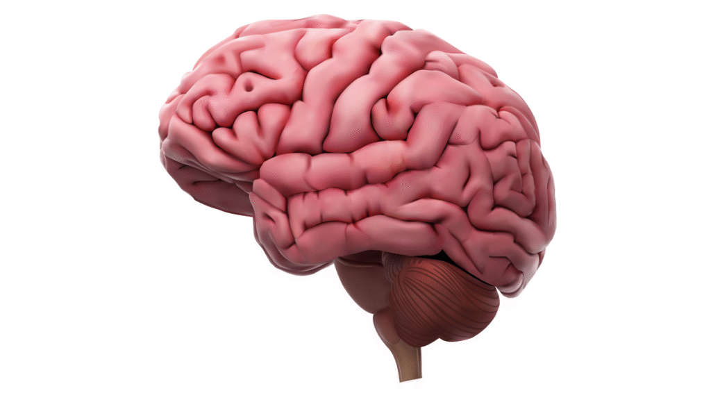 Denný stres, nedostatok spánku a náročná práca môžu spomaliť kognitívne funkcie a zhoršiť pamäť. Výskumy ukazujú, že správna kombinácia živín:
• zvyšuje mozgovú aktivitu cez synapsie