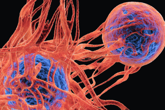 V ľudskom tele je viac ako 30 biliónov buniek. Z nich sa denne v priemere 5 až 7 tisíc mutáciou zvrhne na potenciálne rakovinové. Slon má až stokrát viac buniek ako človek, a teda počet zmutovaných buniek by mal byť 100-násobne väčší.