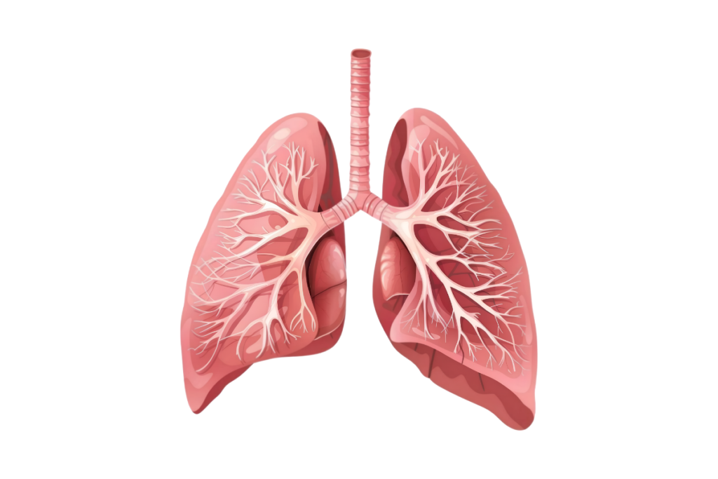 lungs