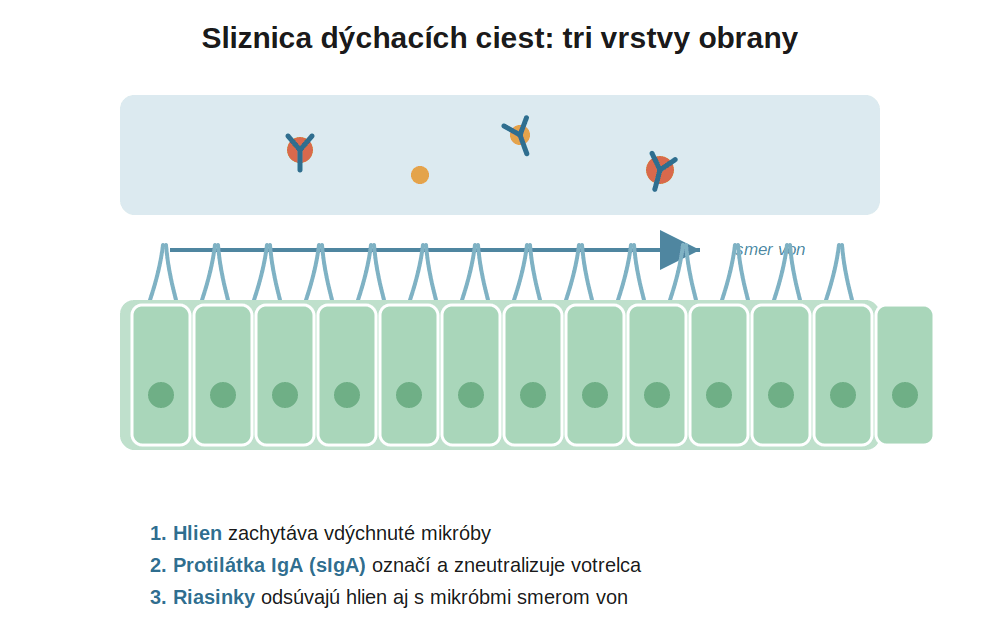 sliznica dýchacích ciest